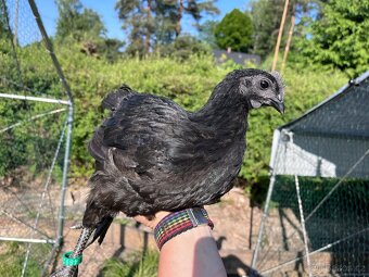 Kohouti - Ayam cemani, holandská zdr., araukana, kropenka - 3