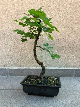 Bonsai, Bonsaj, jamadori, javor babyka - 3