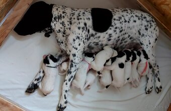 Auvergne Hound - puppies - 3