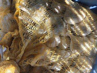 Česnek odrůda Rusák (sadební, konzumní) - 3