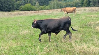 Prodám býčka Jersey - hodný, bez rohů - 3