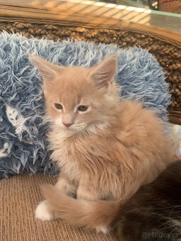 Mainská mývalí kočka s PP - kocourci - 3