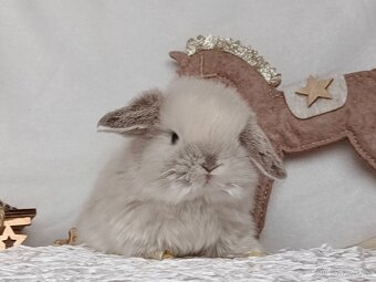 Minilop - zakrslý  králíček, beránek - 3