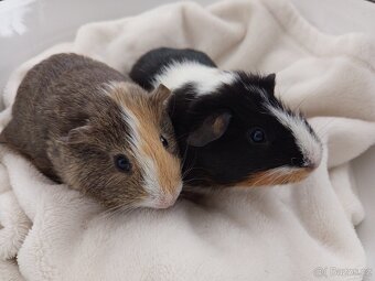 Dvě morčátka - bráškové - 3