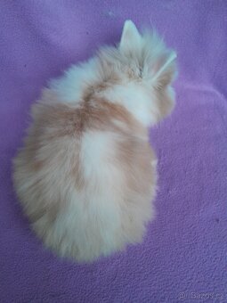 Zakrslý lvíček s teddy genem l. - 3