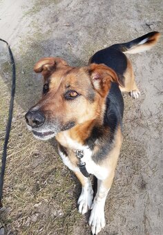 RON K ADOPCI - vděčný mazel, parťák, vhodný k dětem - 3