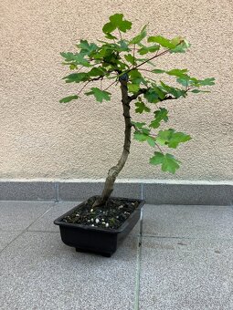 Bonsai, Bonsaj, jamadori, javor babyka - 3