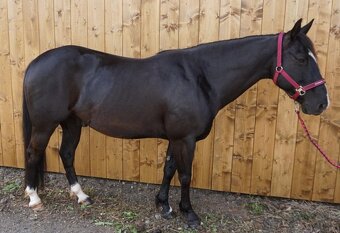 AMERICAN PAINT HORSE - 3