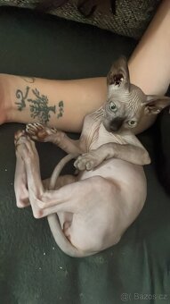 Sphynx - 3