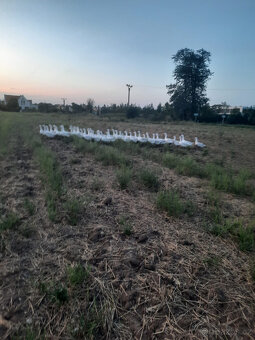 Svatomartinská husa – kvalitní chov, poctivě krmené - 3