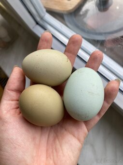 Kuřata - dvorkový mix - 3