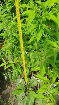 Motýlí keř komule 150cm - 3