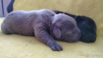 Stafordšírský bulteriér s pp - 3