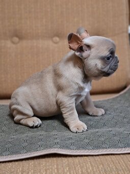 Francouzský buldoček - 3