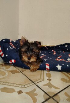 Jorkširsky teriér yorkširsky teriér - 3