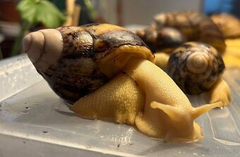 Archachatina marginata ovum - mladata 6 mesicu - 3