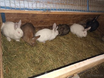 Králíci na dokrmení - 3
