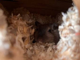 Pískomil Mongolský - 3