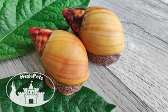 Africký šnek / megapets.eu / Archachatina marginata greville - 3