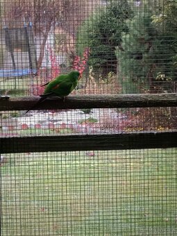 Latam vlaštovčí - 3