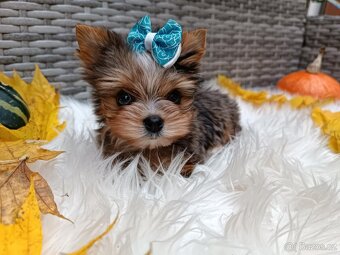 Jorkšírský teriér s PP - 3