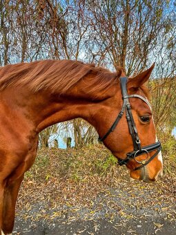 Valach do sportu - 3