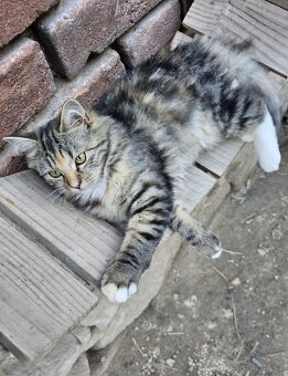 Sibiřská kočka koťátka - 3