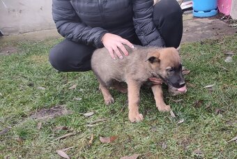 Štěně německého ovčáka - 3