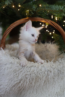 Mainská mývalí s PP - 3