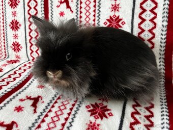 Zakrslí králík - 3