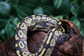 Krajta královská - samec - Mojave - 3