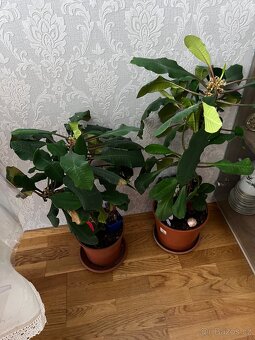 Kytky a květináče - 3