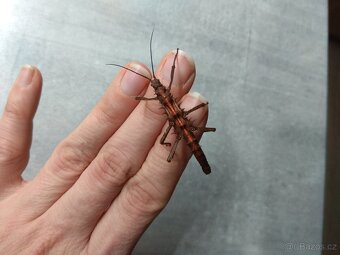 Strašilky a pakobylky - 3