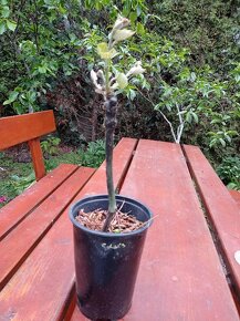 SOLARIS sazenice révy v kontejneru- jediné nezmrzly - 3