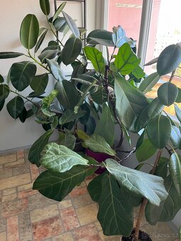 Ficus , Ficus Lyrata a další pokojové rostliny - 3