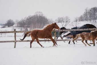 16-ti letá kobylka A1/1 - ideální parťák na rekreaci - 3
