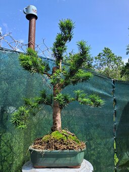 Bonsai,bonsaj Tis Japonský - 3