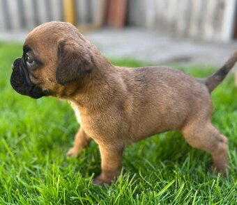 Německý boxer - 3