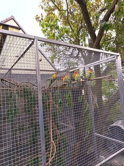 Prodám Rosela pestrá nádherná - 3