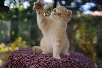 Britská koťátka  v exkluzivních barvách - 3