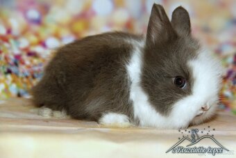 Zakrslí králíčci Teddy s VP_(Vánoční miminka)-doprava po ČR - 3