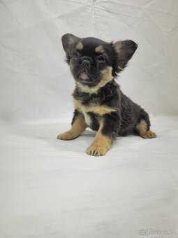 Francouzský buldoček - 3