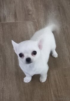 Pidi Čivava- pejsek - 3