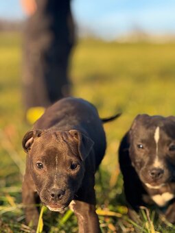 Americký pitbulteriéra - 3