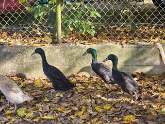 Indický běžec - 3