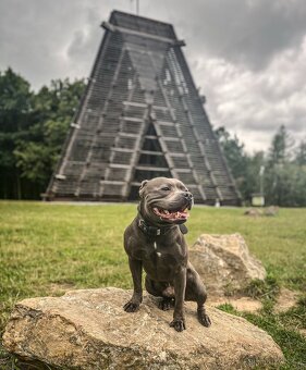 Stafordšírský bulteriér s PP - krytí chovným psem - 3