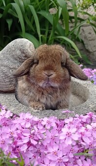Zakrslý králíček Miniature Lop - 3