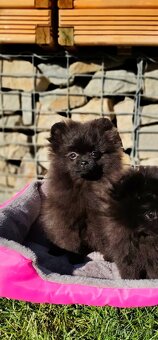 Pomeranian s PP - 3