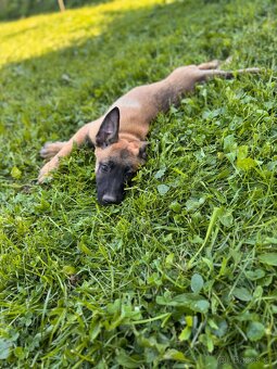 Belgický ovčák Malinois s PP - 3