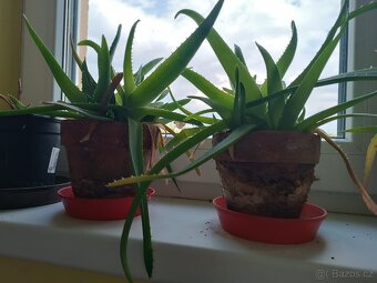 Aloe Vera - 3